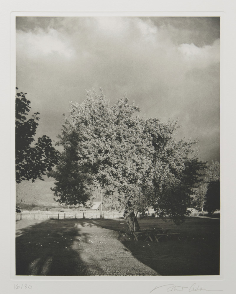 アート・デザイン・音楽 Tree Line by Robert Adams The Hasselblad アート・デザイン・音楽 Tree Line by Robert Adams The