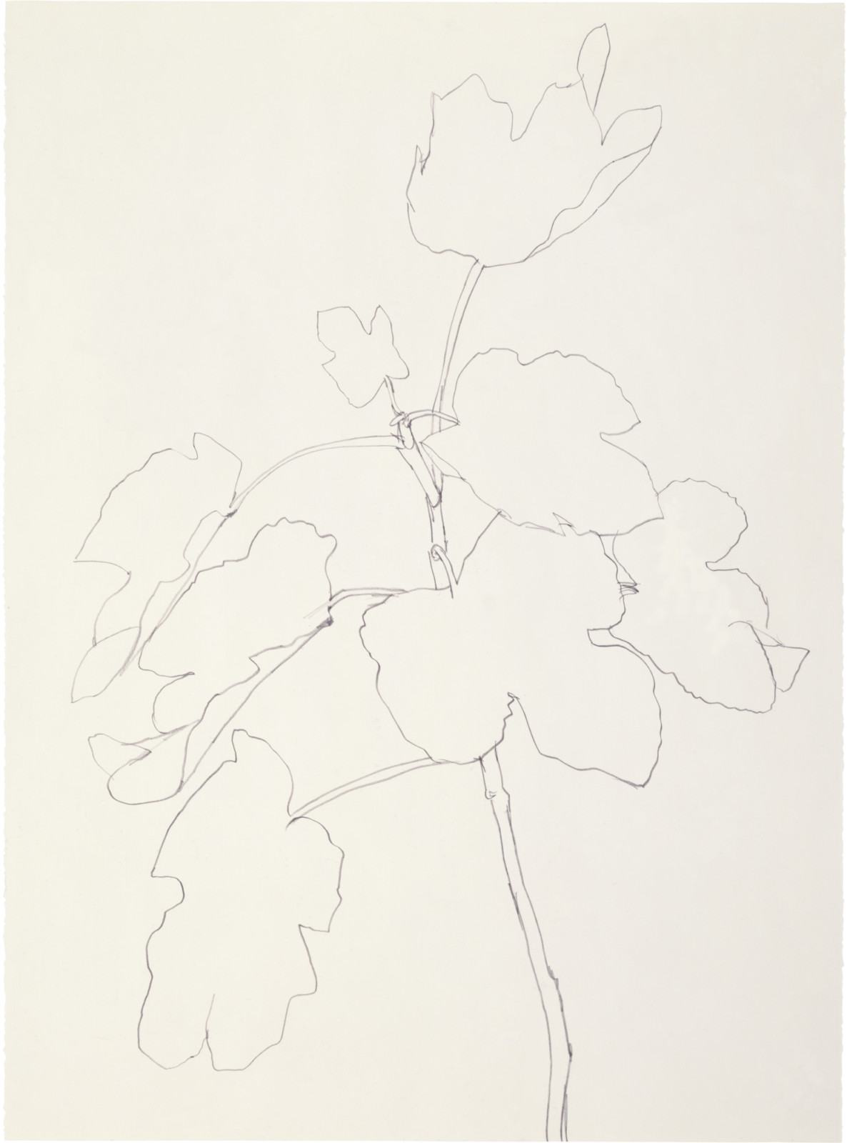 Amazon.com: Ellsworth Kelly: Plant Drawings: 9783829605755