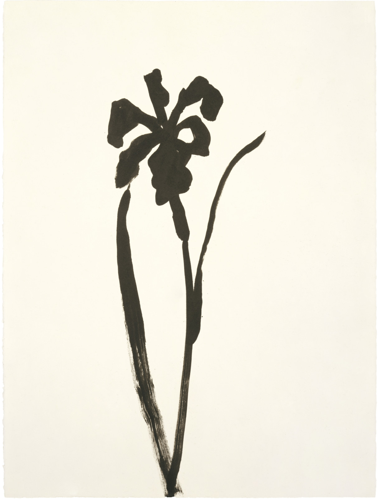 アート・デザイン・音楽 Ellsworth Kelly: Plant Drawings 117: ELLSWORTH KELLY, Lily < Post War + Contemporary Art, 10